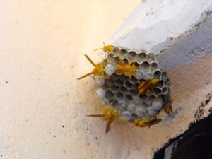 wasps